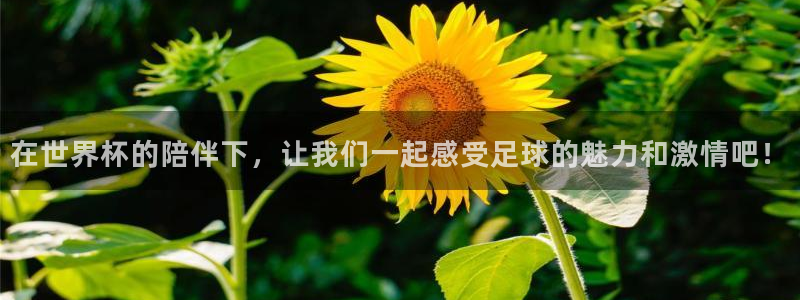 在世界杯的陪伴下，让我们一起感受足球的魅力和激情吧！