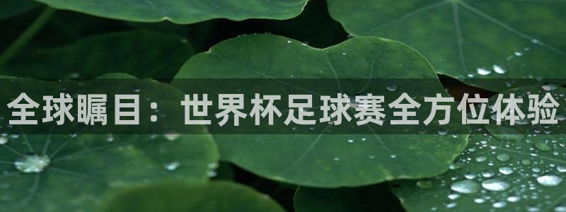 全球瞩目:世界杯足球赛全方位体验